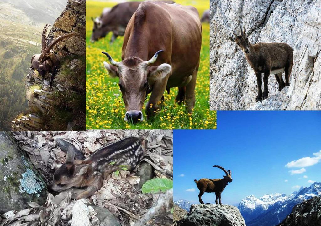 مبيت وإفطار Temù Garni La Genziana المظهر الخارجي الصورة