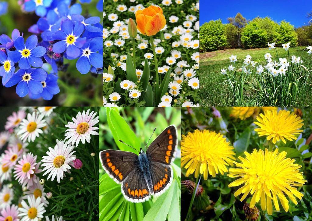 مبيت وإفطار Temù Garni La Genziana المظهر الخارجي الصورة